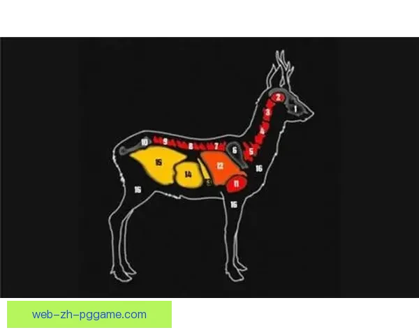 射击爱好者初级指南详解及技巧分享